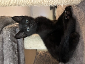 Süße Bombay kitten suchen zuhause