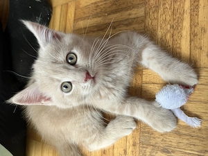 British Kurzhaar  Main coon Kitten 