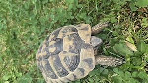 3 Griechische Landschildkröten (Männchen, Testudo hermanni)