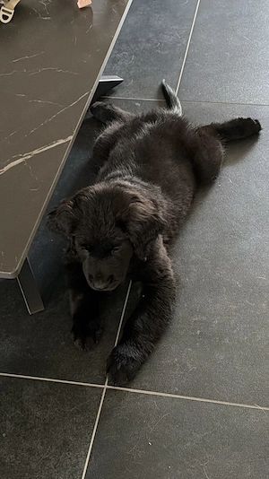 Golden Retriever Welpe ( Hündin ) 