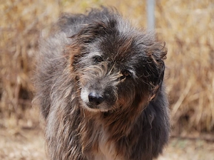 Cika sucht ihr Zuhause (noch auf Sardinien)