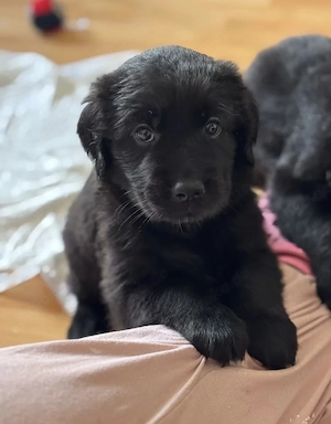 Golden Retriever Welpe ( Hündin ) 