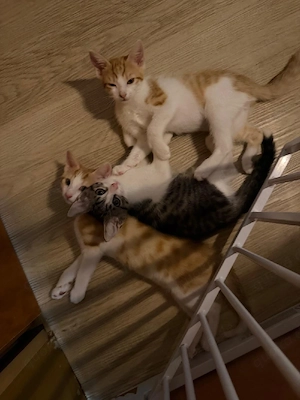 12 Wochen Kitten