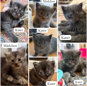 Maine Coon Kitten 