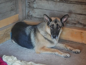 Airon sucht sein Zuhause (noch auf Sardinien)