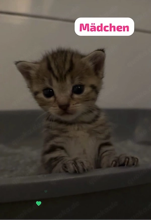 BKH Kitten