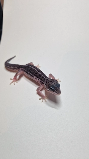 1.0 BNMSSE het Tremper Albino 