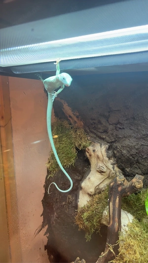 Gastropholis prasina 1.2