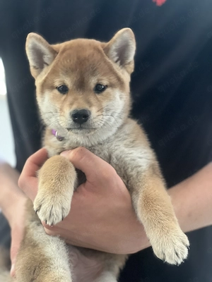 Shiba Inu Welpen mit Ahnentafel, Rüden reinrassig 