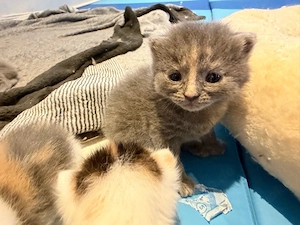 BKH Kitten    Tortie   Blue-Cream   Bicolor | genetisch getestete Mama