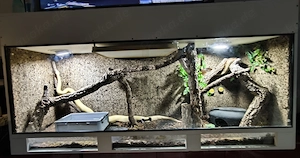 2 Boa constrictor imperator mit Terrarium