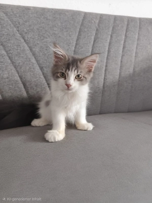Maine Coon Mädchen 