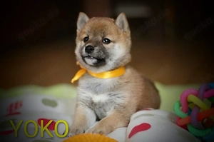Wunderschöne Shiba-Inu-Welpen mit rotem Fell 
