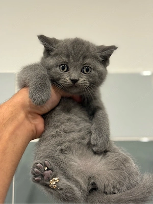 Britisch Kurzhaar Kitten nur noch ein weiblicher da