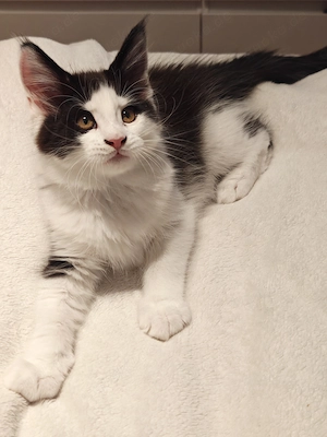 Maine Coon Kitten suchen eine liebevolle Familie