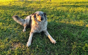 Flauschige Enya sucht ihre Menschen Bild 5