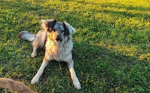 Flauschige Enya sucht ihre Menschen Bild 6