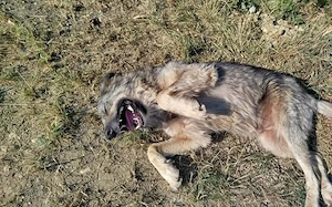 Flauschige Enya sucht ihre Menschen Bild 2