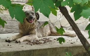 Flauschige Enya sucht ihre Menschen Bild 4