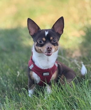 Chihuahua deckrüde