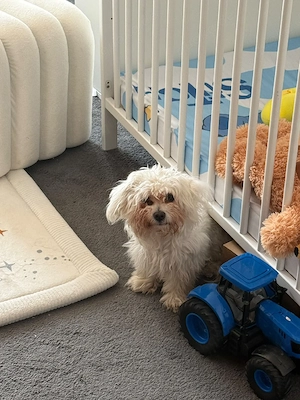 Liebe Malteser-Hündin, 7,5 Monate, sucht ein neues Zuhause   