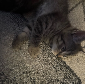 BKH Kitten 11 wochen alt.