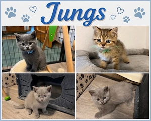Wunderschöne BKH Kitten in Verschiedenen Farben