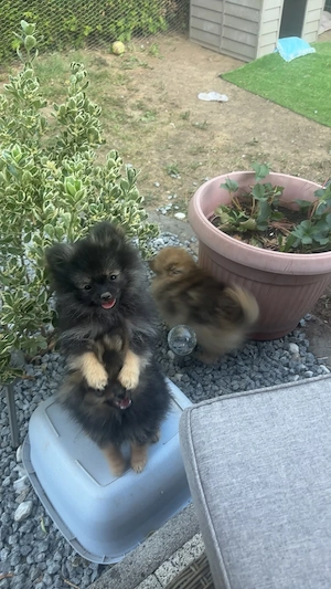 2 Süsse Pomeranian Zwerge Weibchen  Bild 9