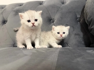 Britisch Kurzhaar Kitten BKH 