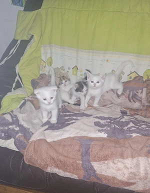 Katzen Babys. Suche in Ein Liebe volles Zuhause
