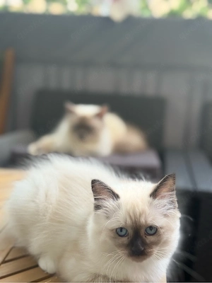 Liebevolle Heilige-Birma-Kitten   2 Mädchen & 1 Junge     