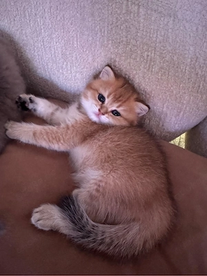 kitten golden shaded