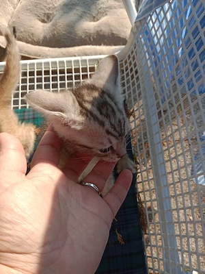 Kitten junge baby, 3 monaten