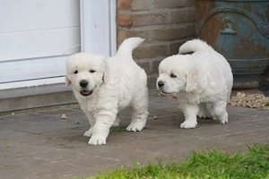 Golden-Retriever-Welpen   3 Monate alt und bereit für ihr neues Zuhause