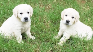Golden-Retriever-Welpen, 3 Monate   treue Familienbegleiter
