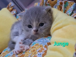 BKH Kitten ( noch 3 Kitten frei )