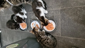 Unsere bkh mix(kater)-Norwegische waldkatze mix (katze), kitten suchen ein für immer zuhause !    Bild 7