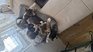 Unsere bkh mix(kater)-Norwegische waldkatze mix (katze), kitten suchen ein für immer zuhause !    Bild 6