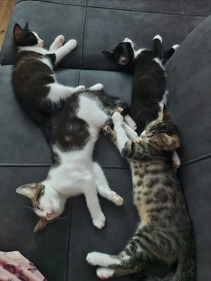 Unsere bkh mix(kater)-Norwegische waldkatze mix (katze), kitten suchen ein für immer zuhause !    Bild 2