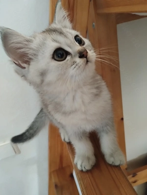 Britische Kurzhaar kitten Bhk abzugeben 