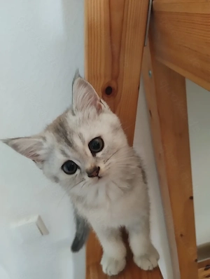 Britische Kurzhaar kitten Bhk abzugeben 
