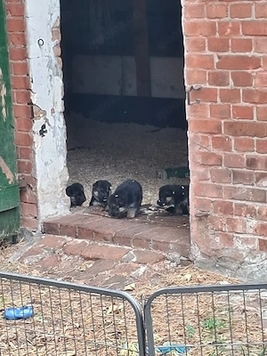 süße schäferhundewelpen zu verkaufen 