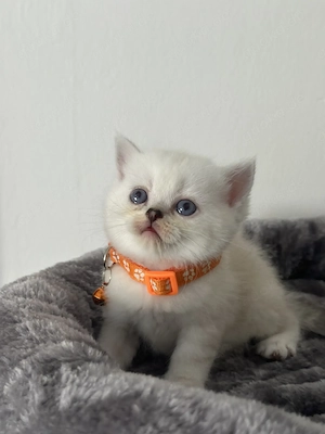BKH Kitten