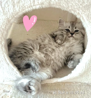 Reinrassige BKH und BLH Kitten abgabebereit! 