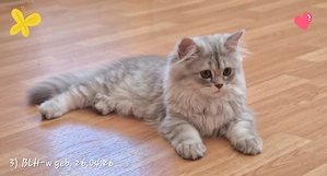 Reinrassige BKH und BLH Kitten abgabebereit! 