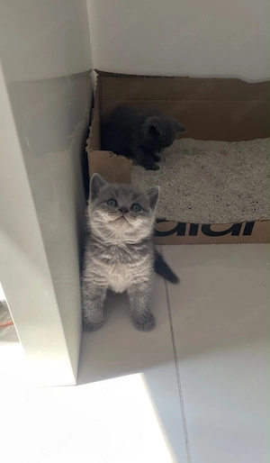 Wunderschöne British Kurzhaar (BKH) Kitten   8 Wochen alt in Berlin