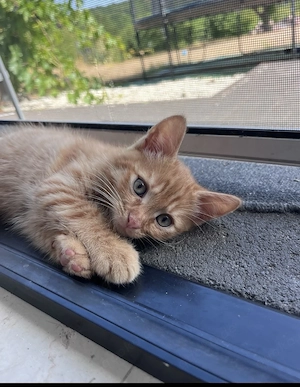 Liebevoll aufgezogene Kitten suchen ihr Zuhause  