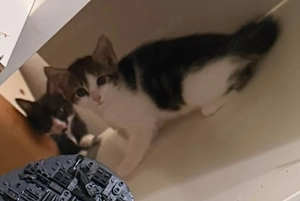 Unsere bkh mix(kater)-Norwegische waldkatze mix (katze), kitten suchen ein für immer zuhause !    Bild 4
