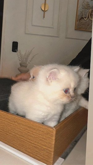 Süße BKH kitten Babys