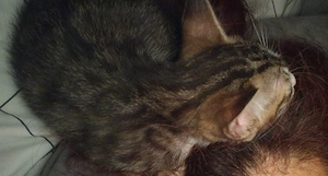 Unsere bkh mix(kater)-Norwegische waldkatze mix (katze), kitten suchen ein für immer zuhause !    Bild 10